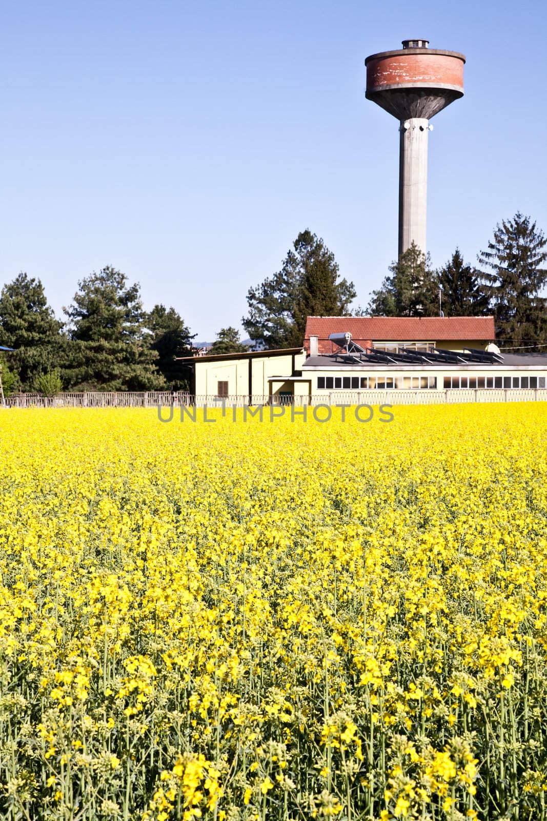 Water tower in a field of yellow flowers during spring season