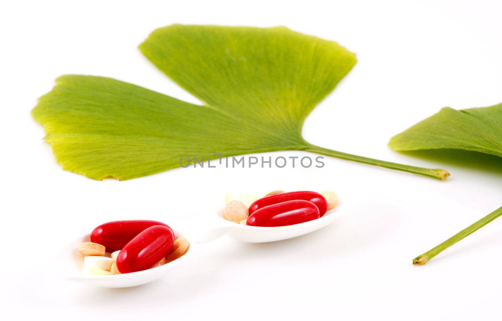 Ginkgo biloba