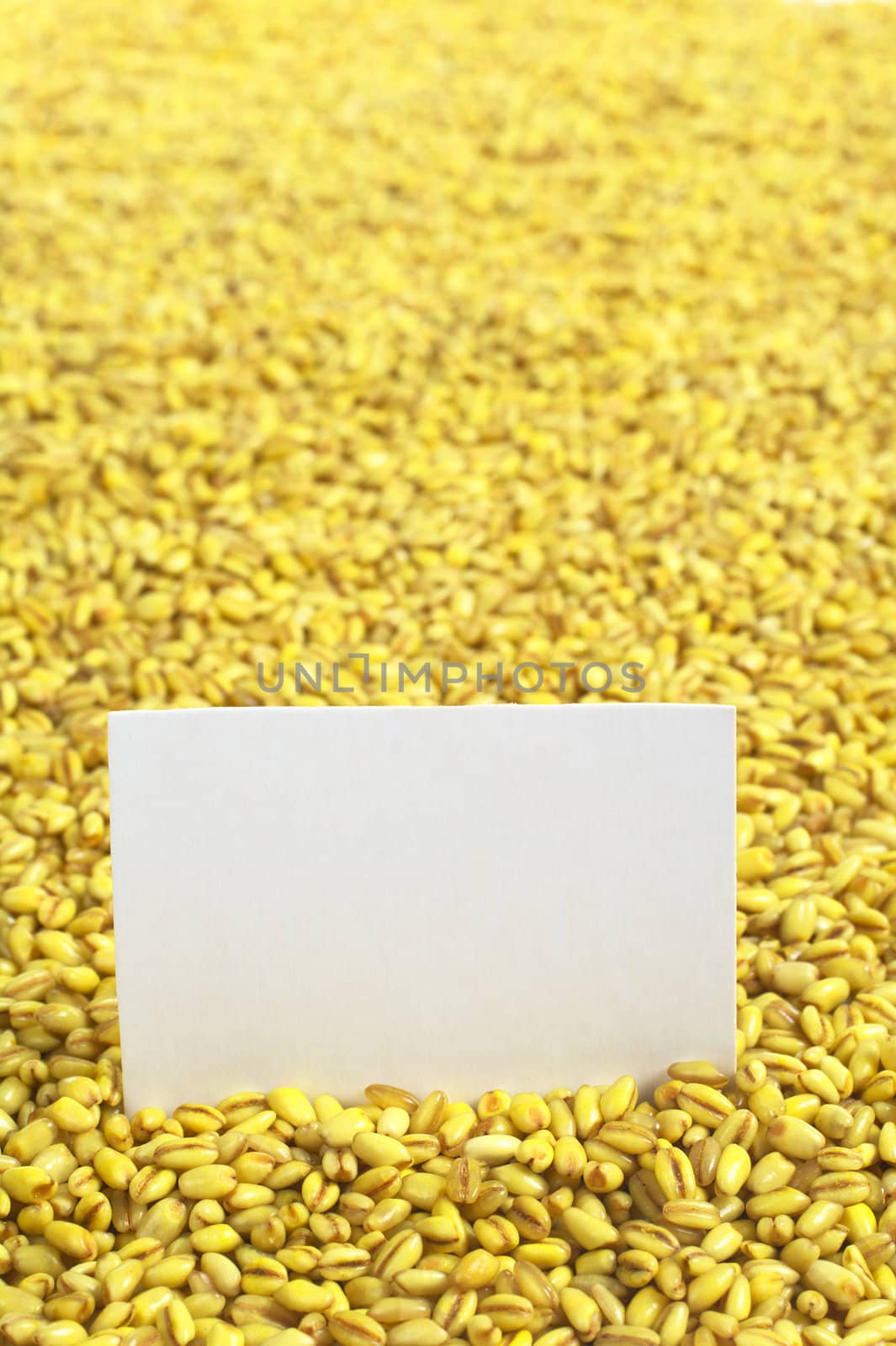 Raw pearl barley with a blank card (Selective Focus, Focus on the card)