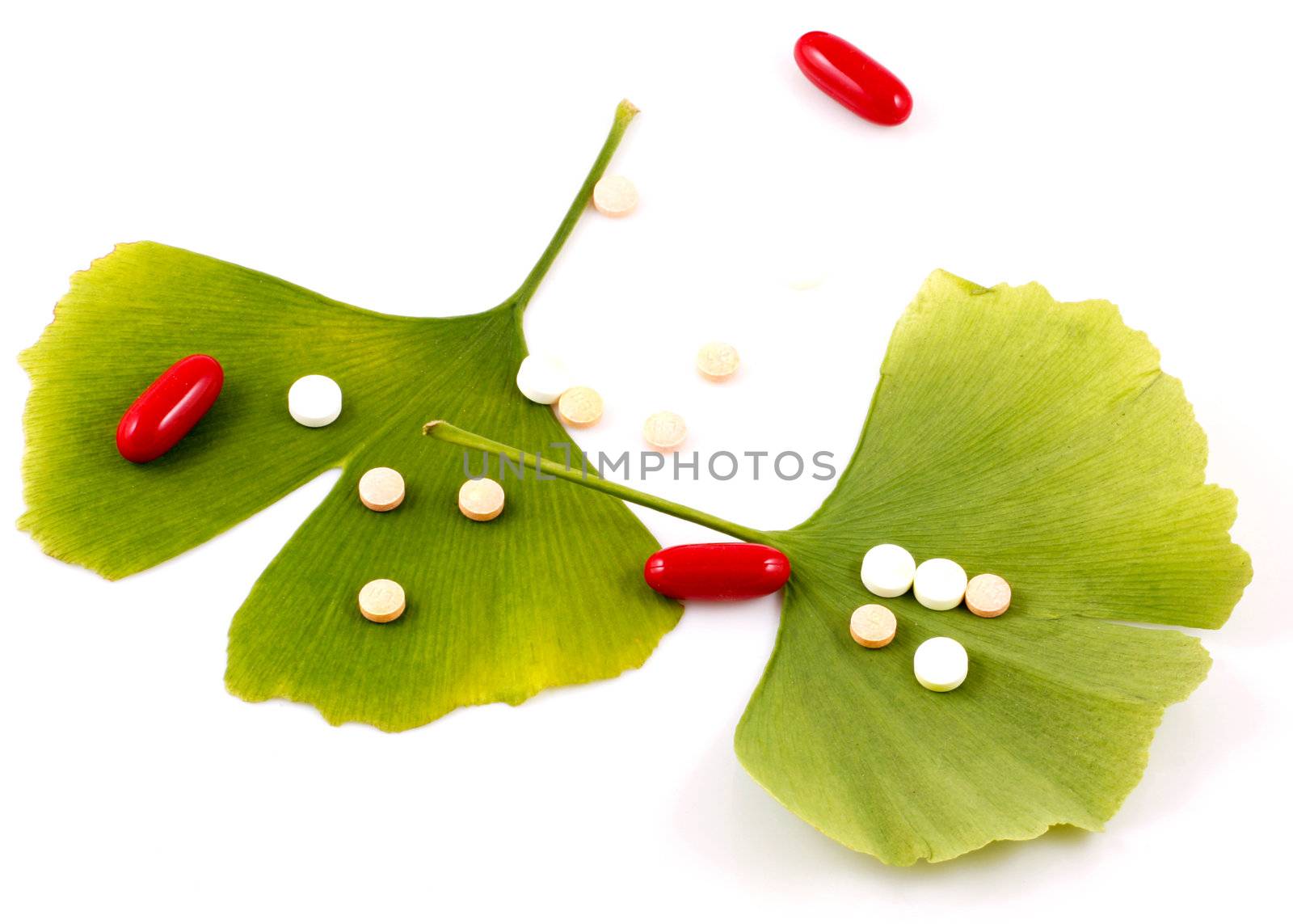 Ginkgo biloba