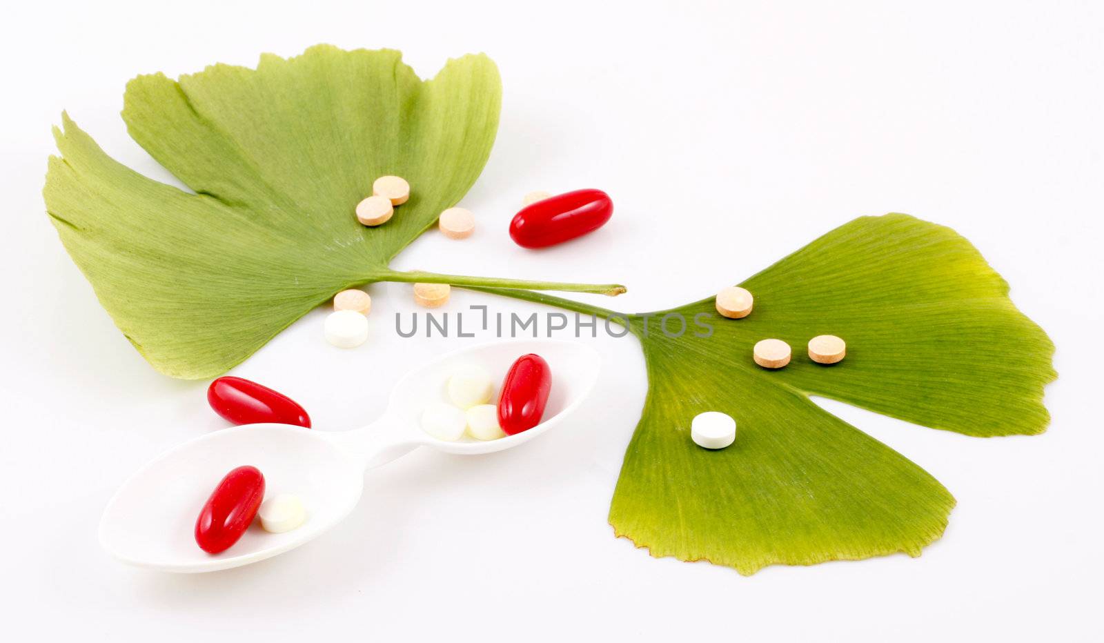 Ginkgo biloba