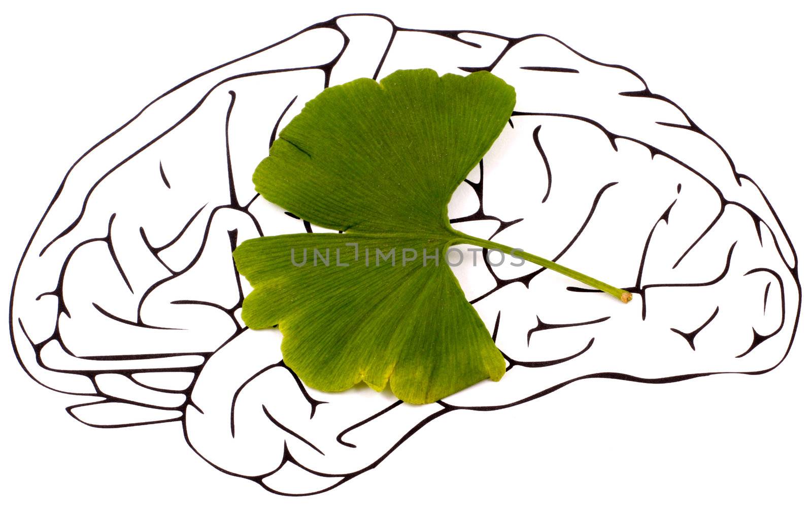 Ginkgo biloba