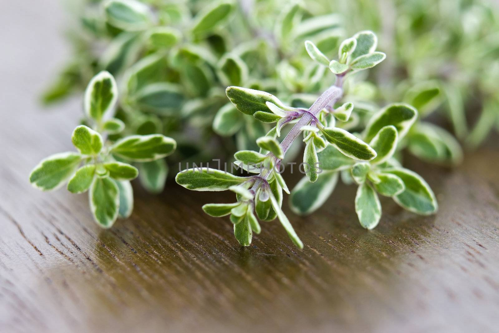 fresh thyme