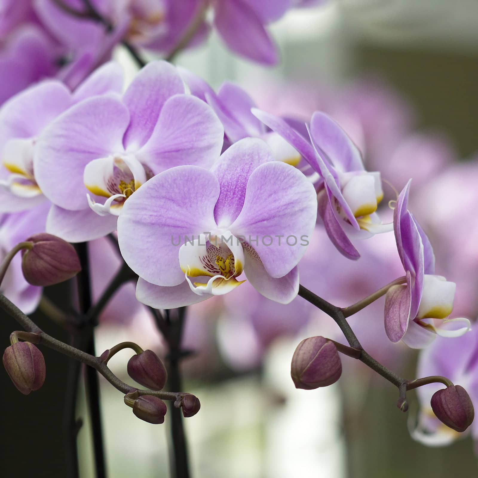 Beautiful pink orchid  - phalaenopsis by miradrozdowski