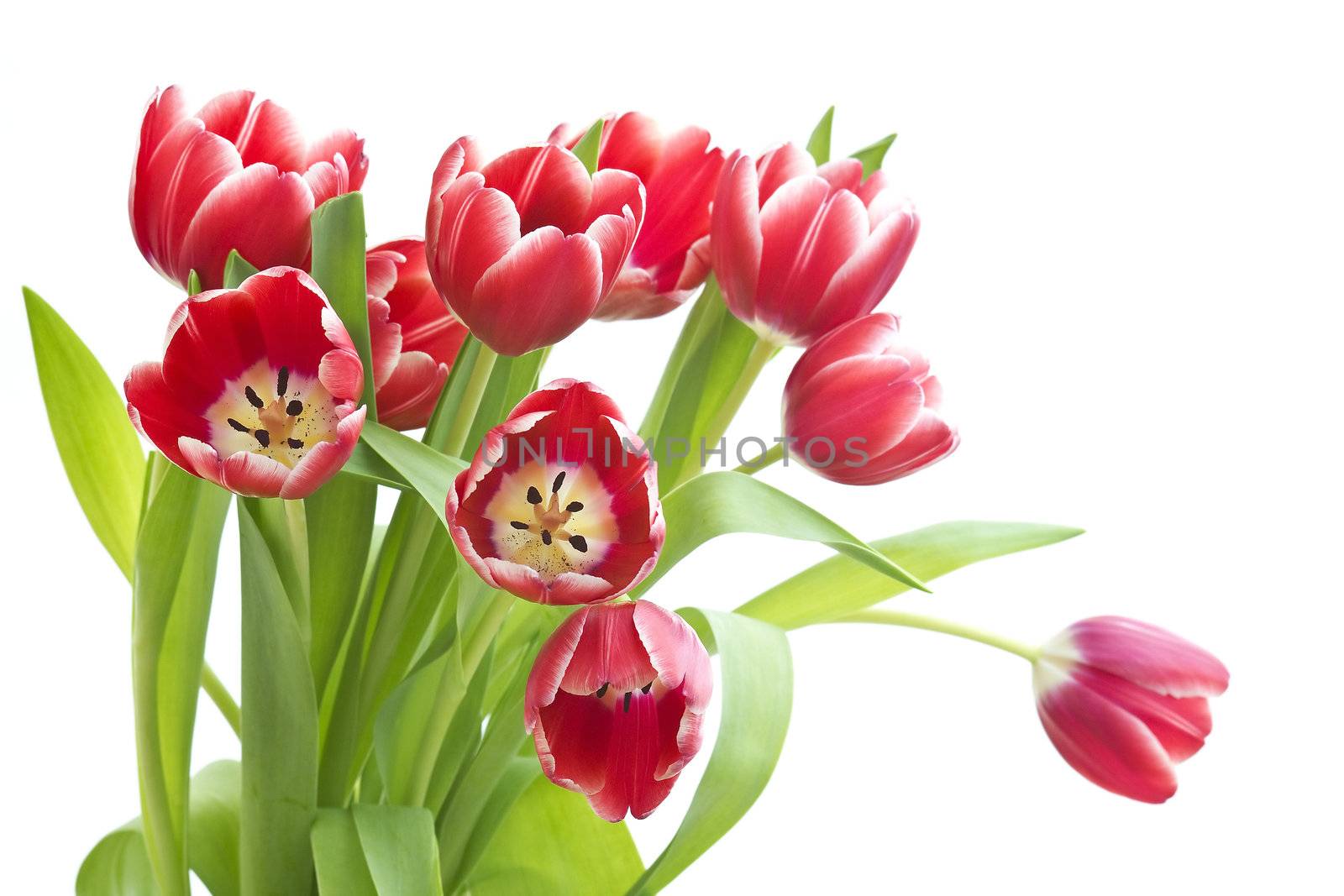bouquet of fresh tulips