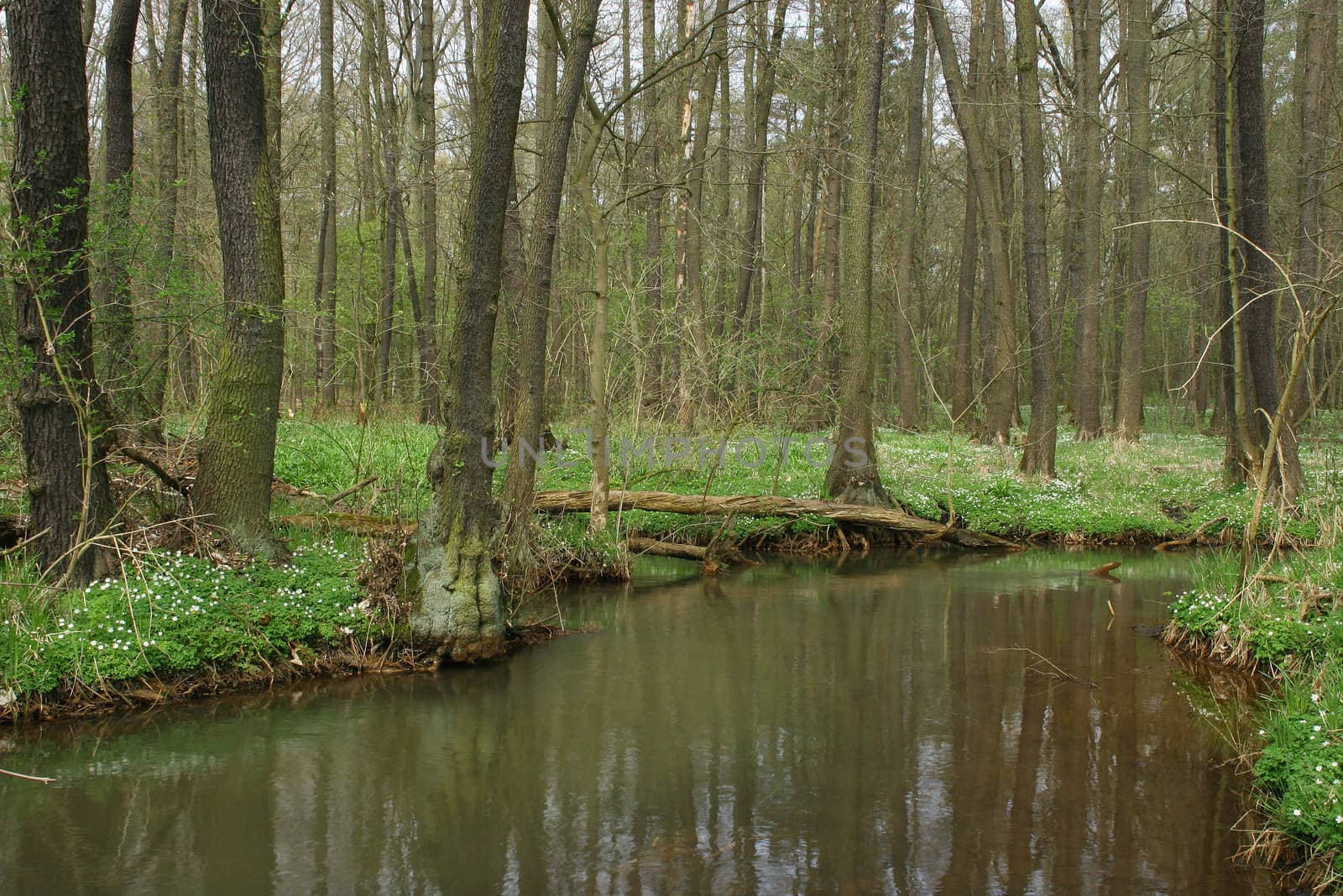 Trout brook Rossel in Saxony-Anhalt / Germany