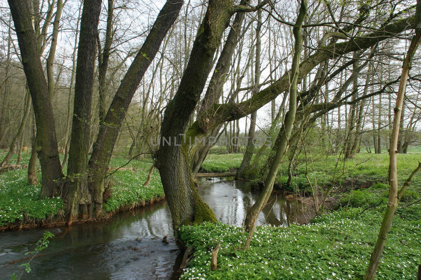 Trout brook Rossel in Saxony-Anhalt / Germany