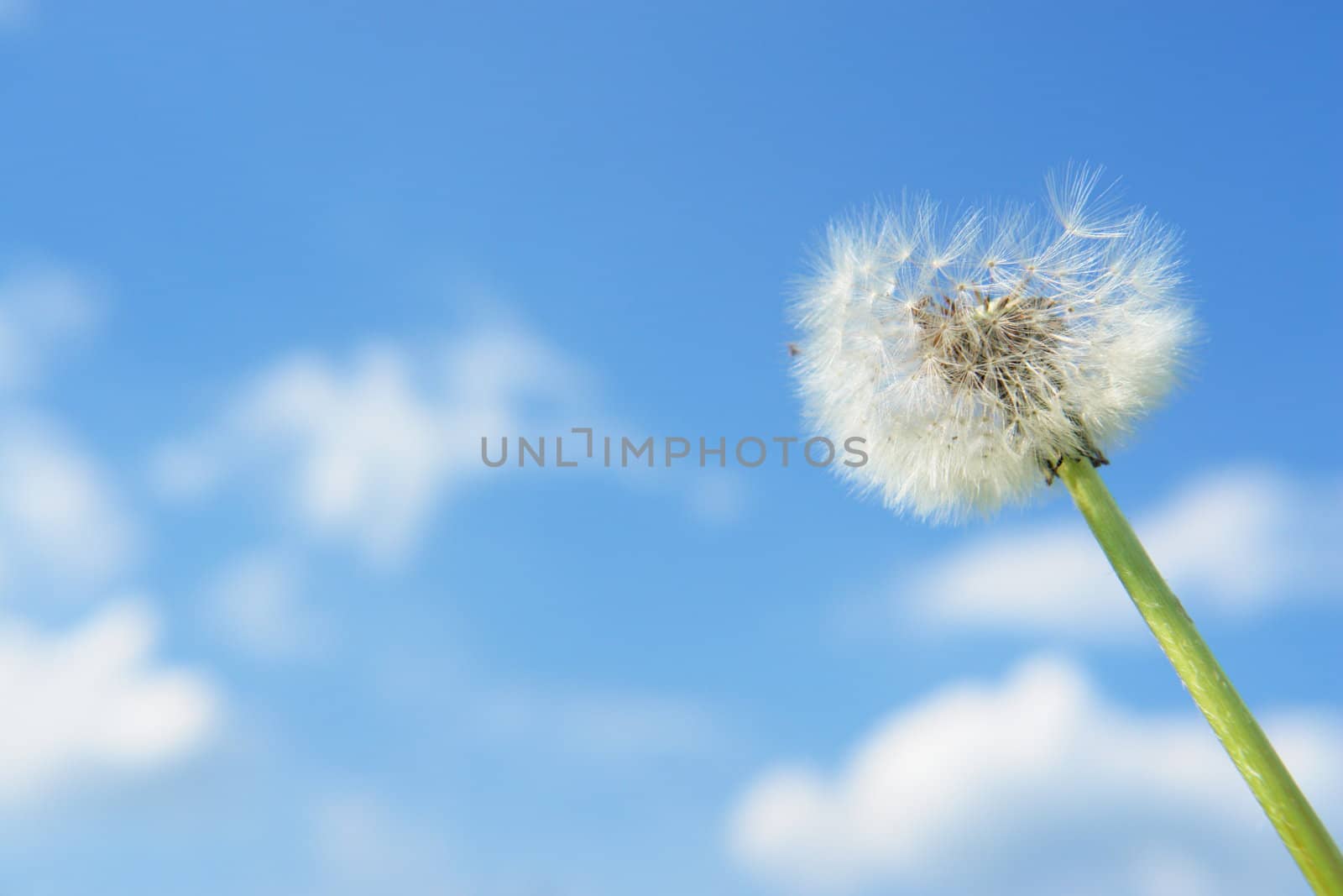 blowball dandelion clock at springtime in the wind