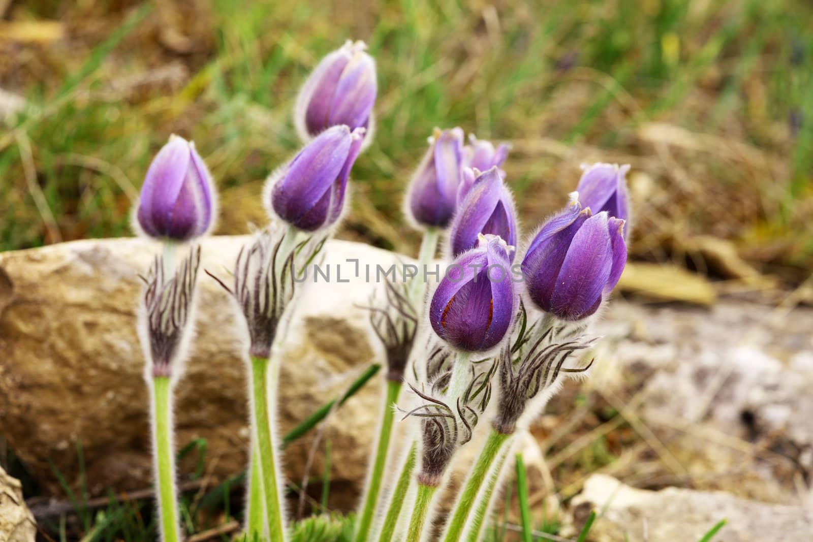 purple Pulsatilla grandis 