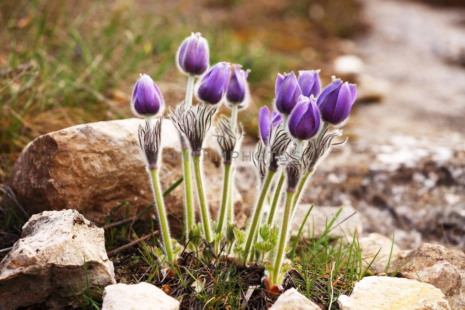  Mountain flowerPulsatilla taurica by dvernytska