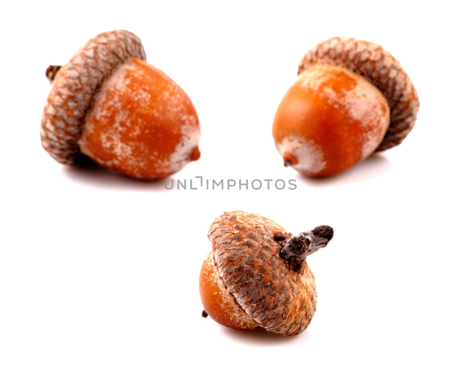 Acorn on a white background