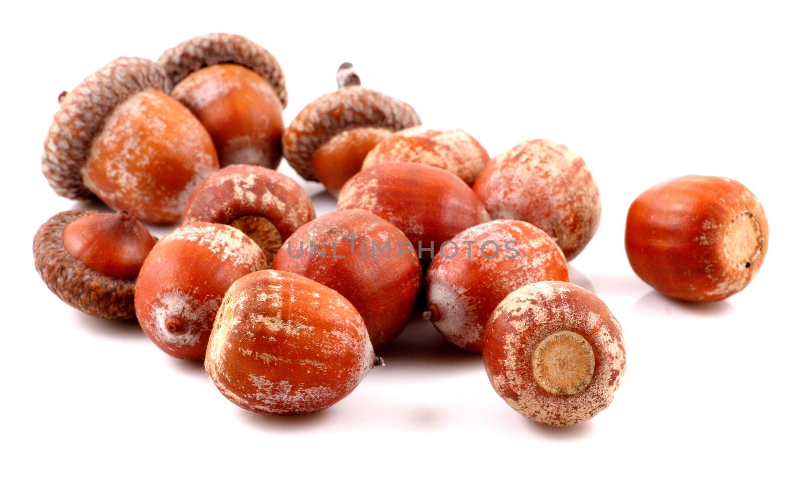 Acorn on a white background
