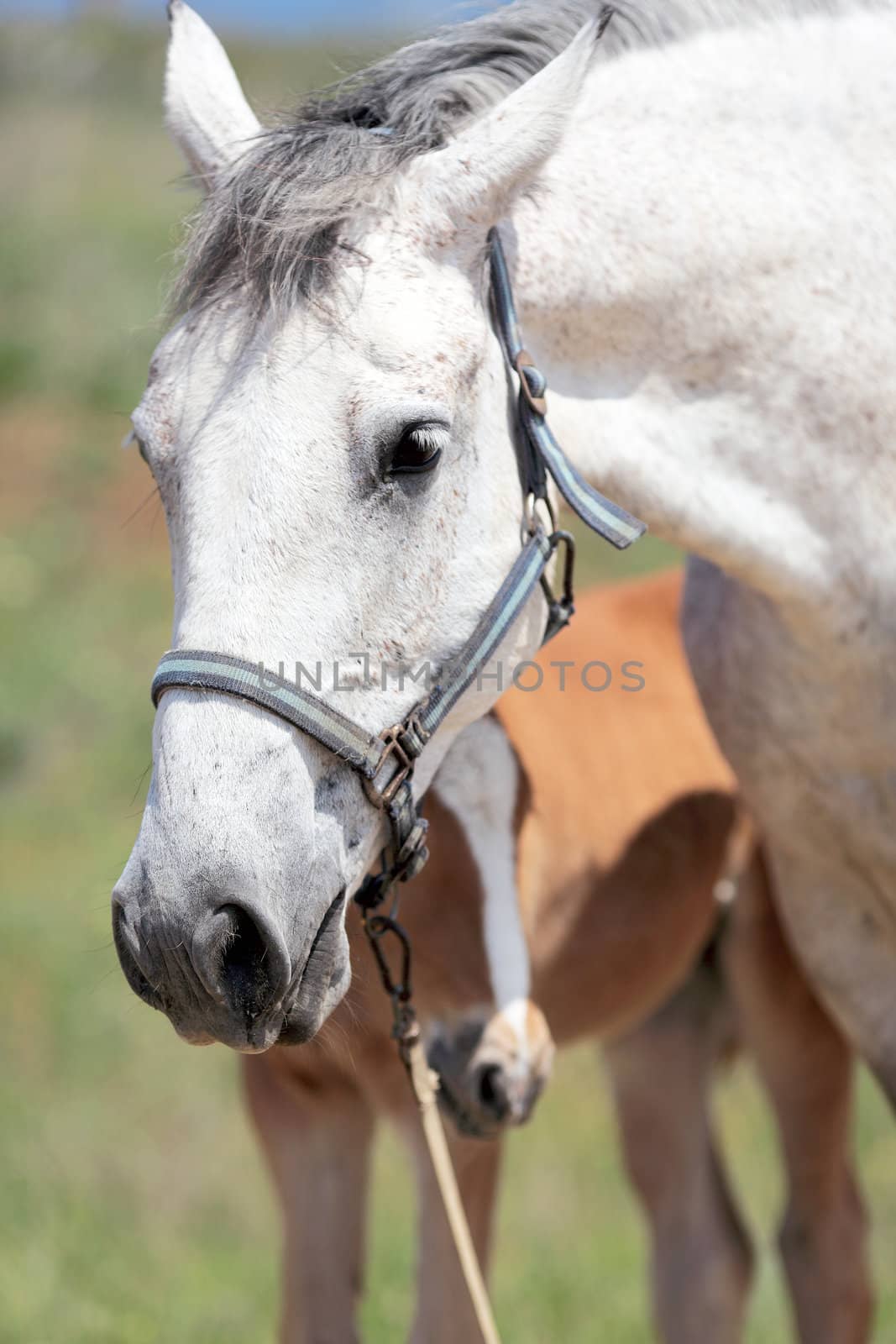 horse, a herd of horses, horse with foal