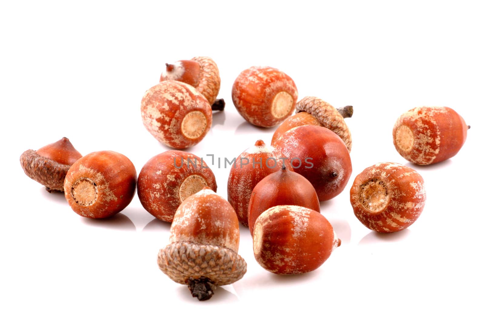 Acorn on a white background