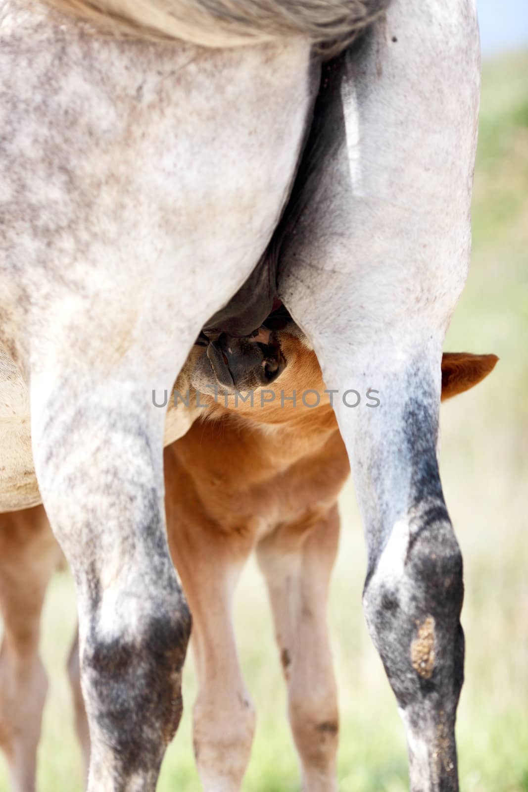 horse, a herd of horses, horse with foal