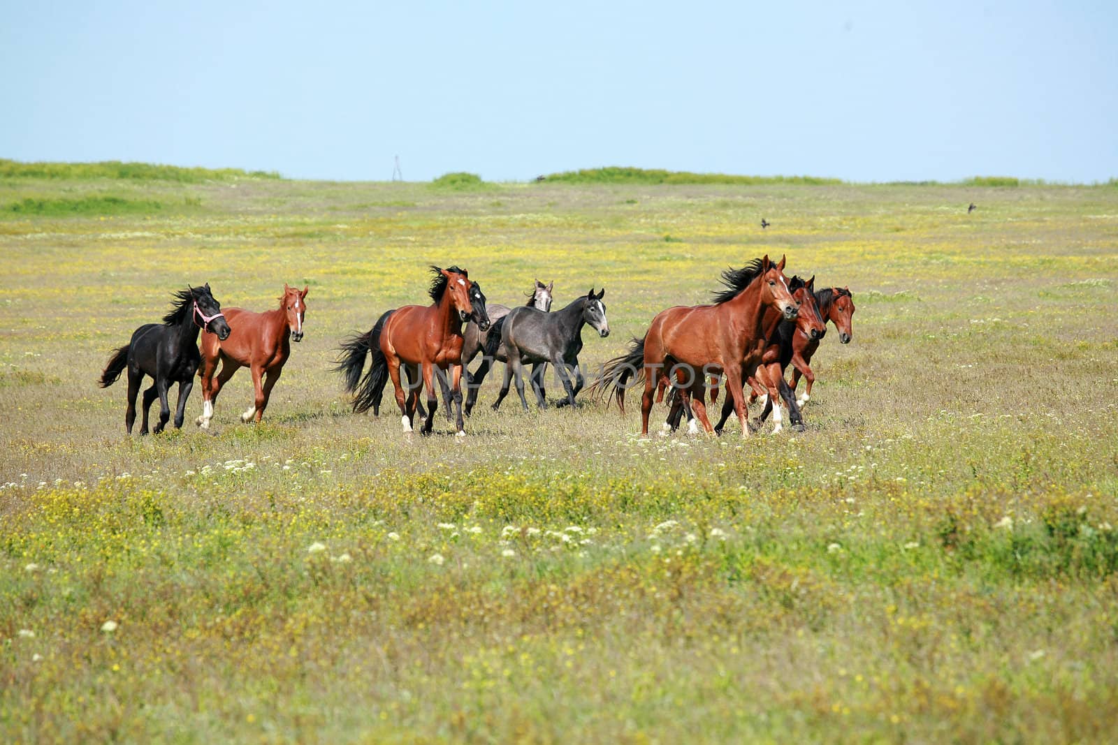 horse, a herd of horses, horse with foal