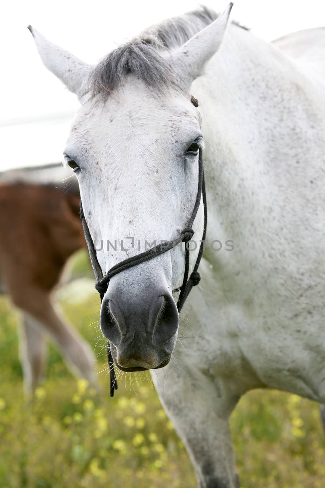 horse, a herd of horses, horse with foal