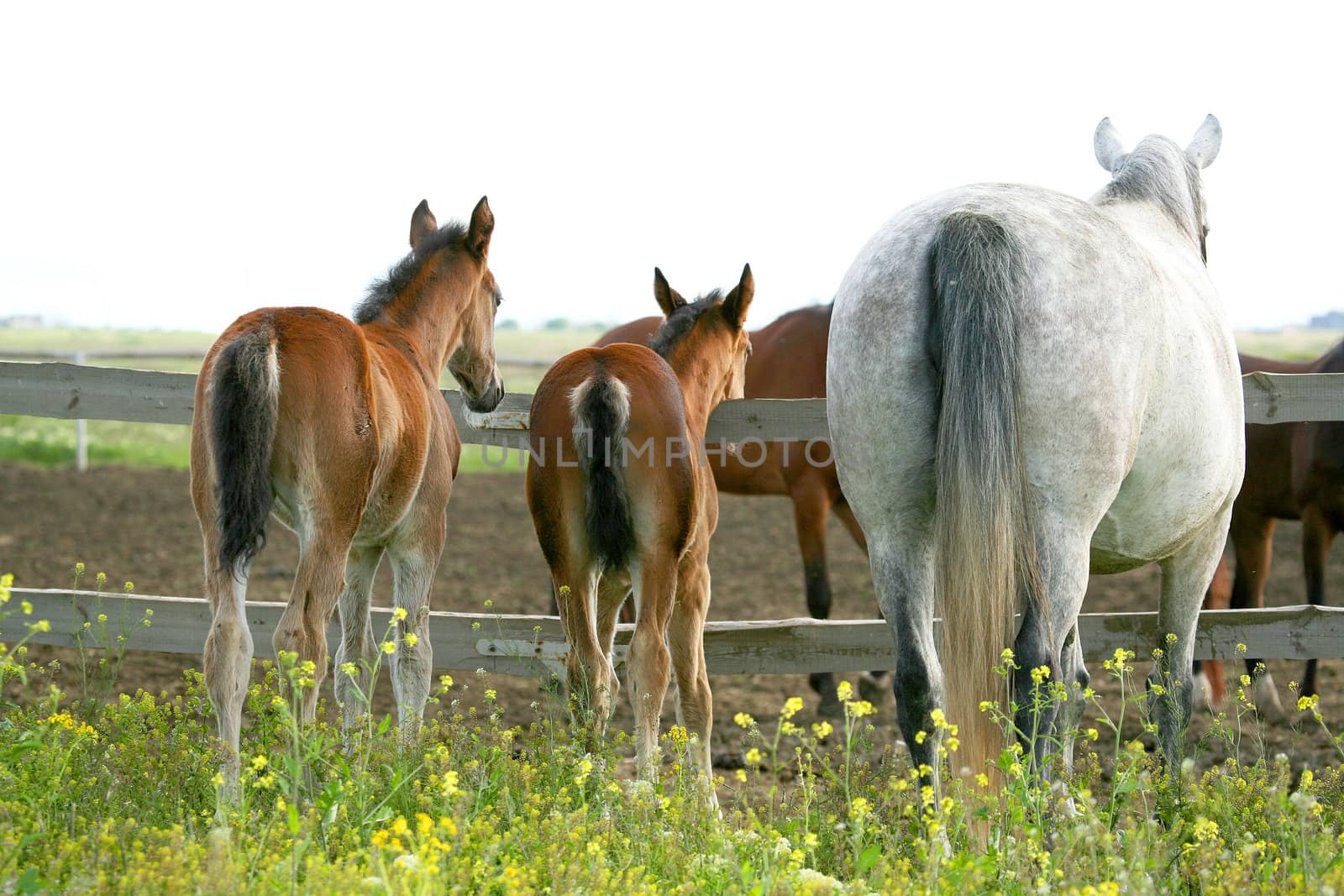 horse, a herd of horses, horse with foal