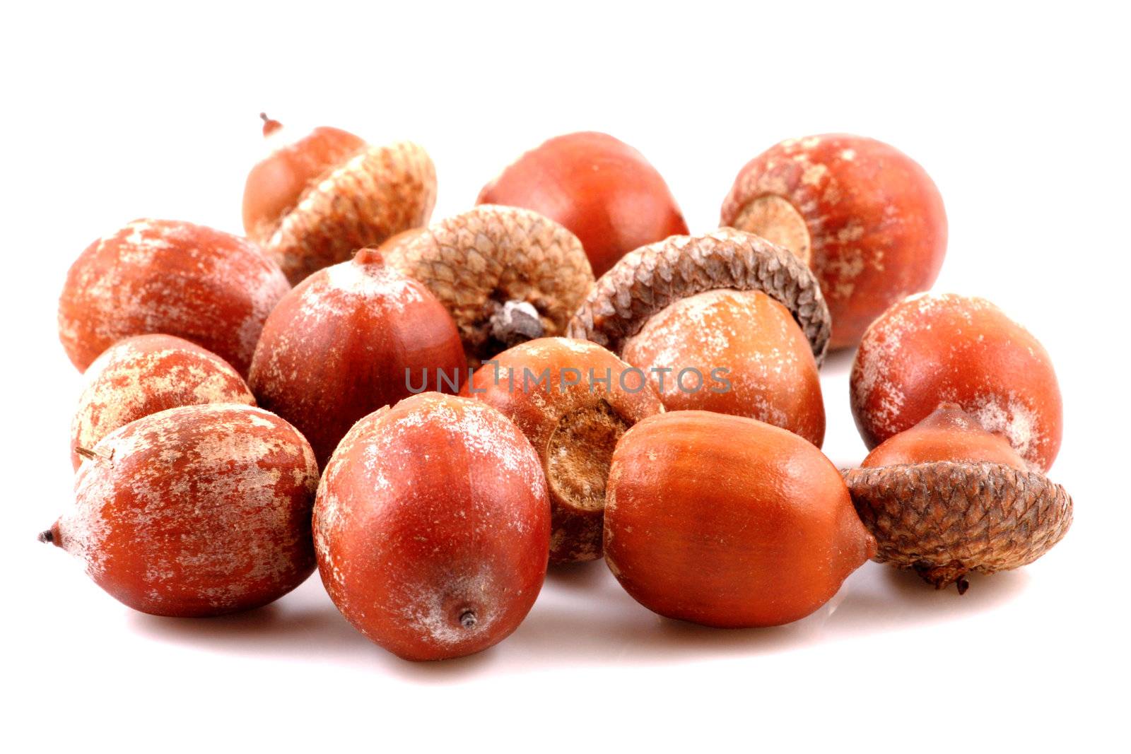 Acorn on a white background