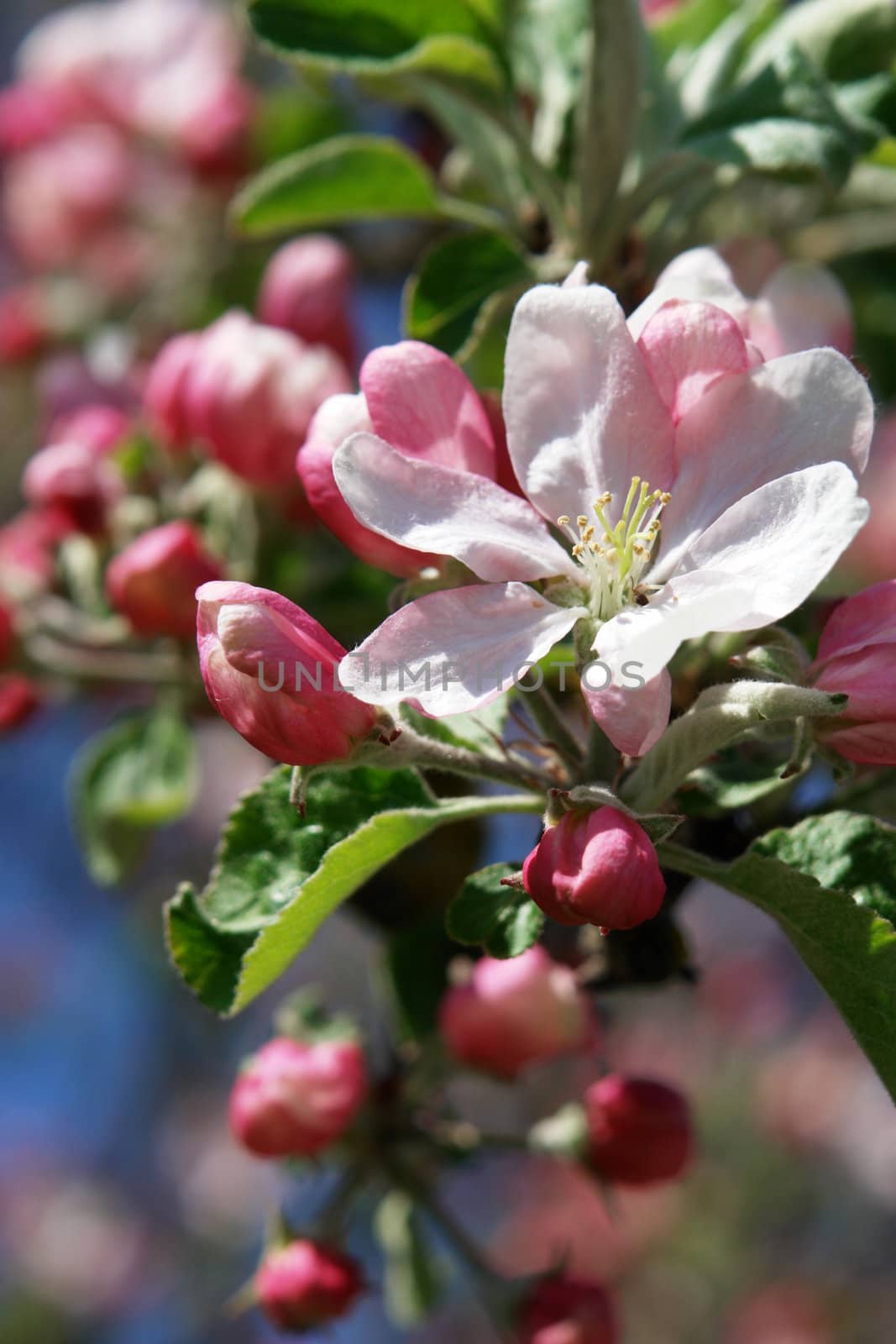 apple blossoms against blue sky on a sunny day