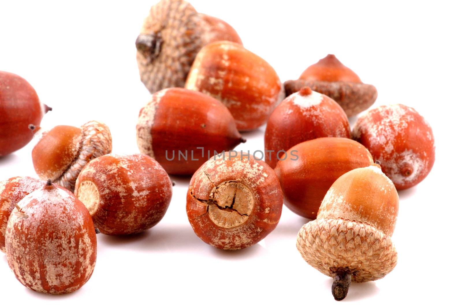 Acorn on a white background