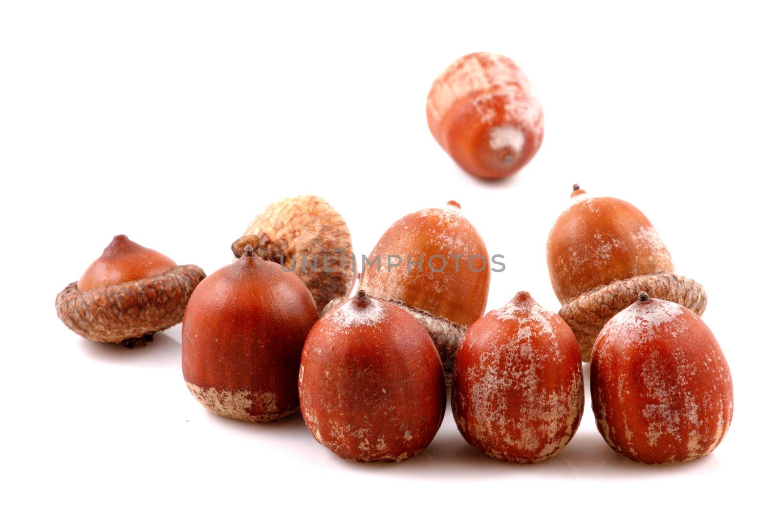 Acorn on a white background