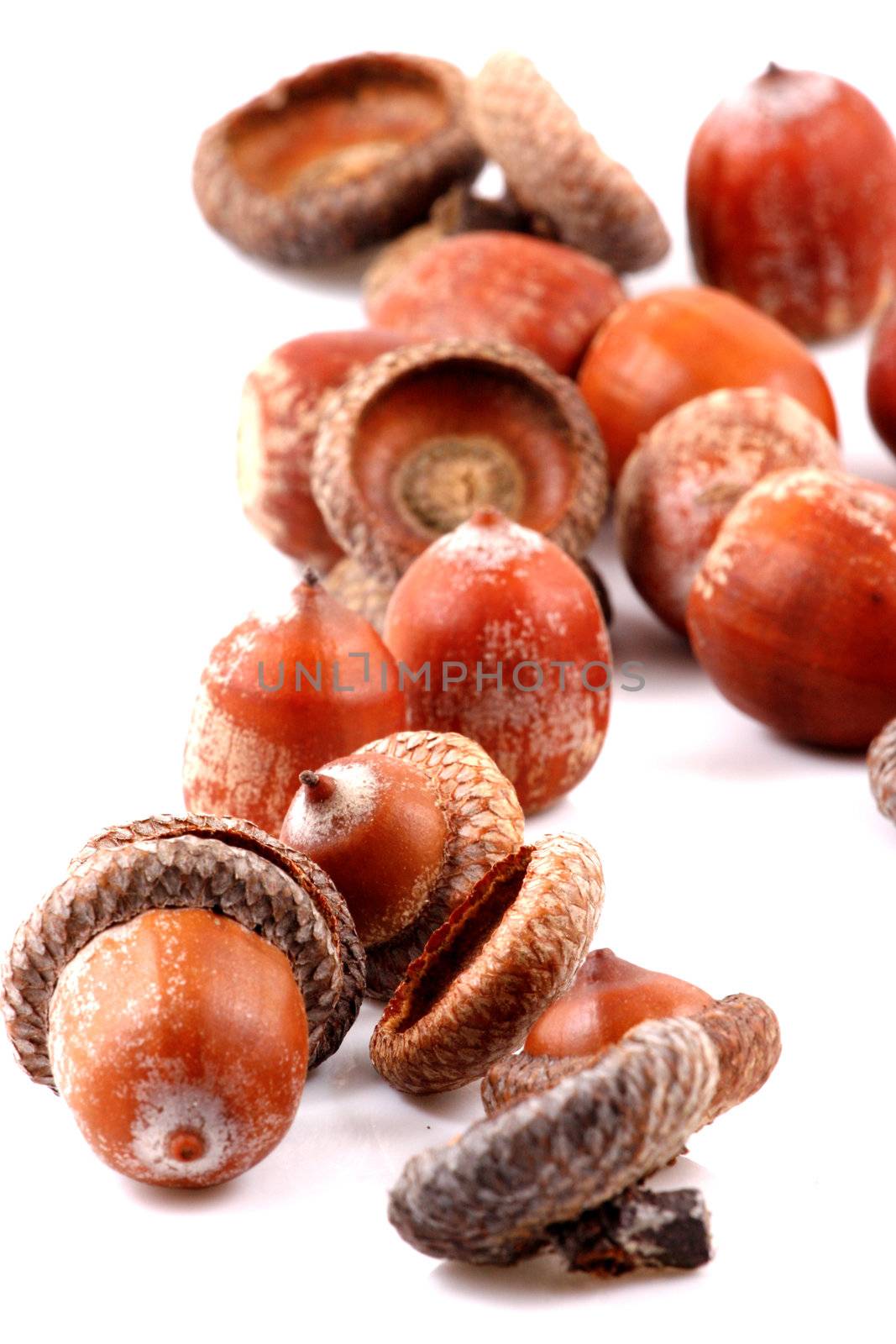 Acorn on a white background