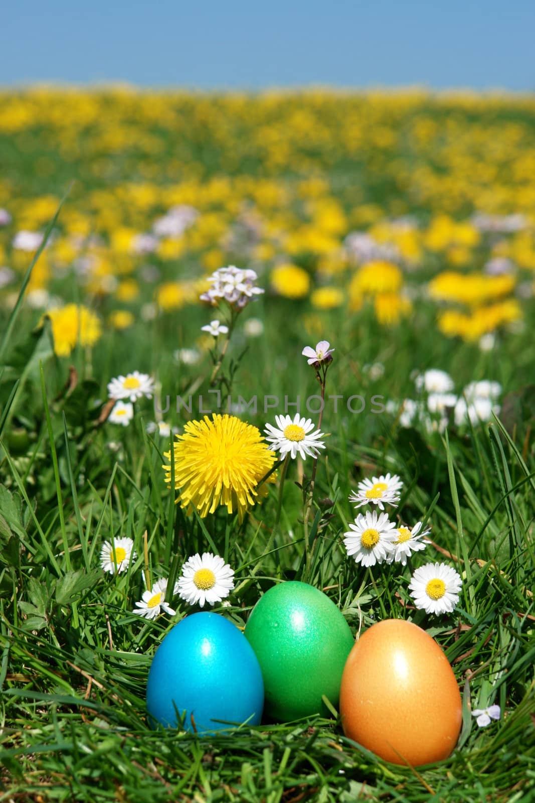 colorful Easter egg in the fresh  spring meadow