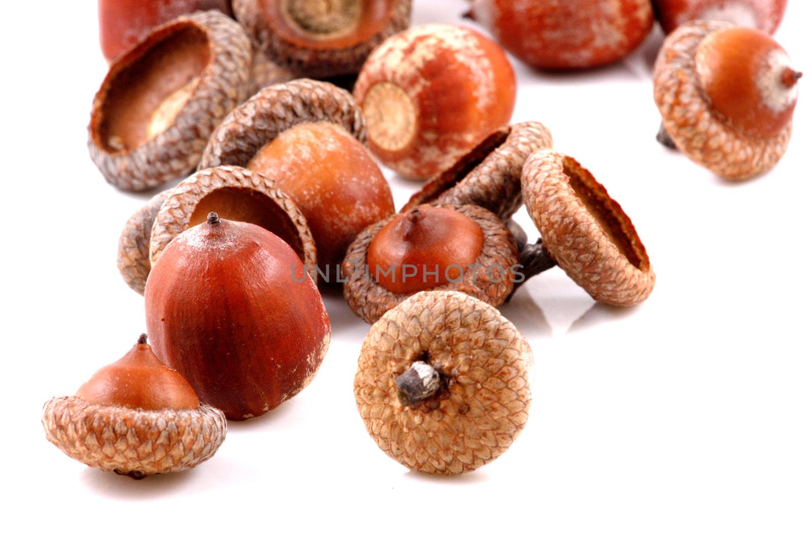 Acorn on a white background