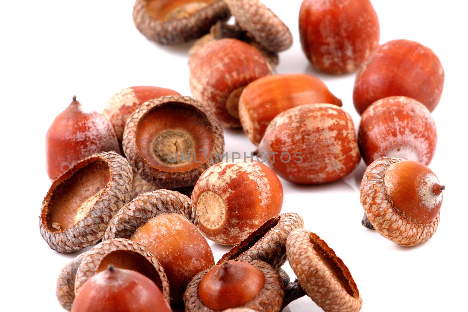 Acorn on a white background