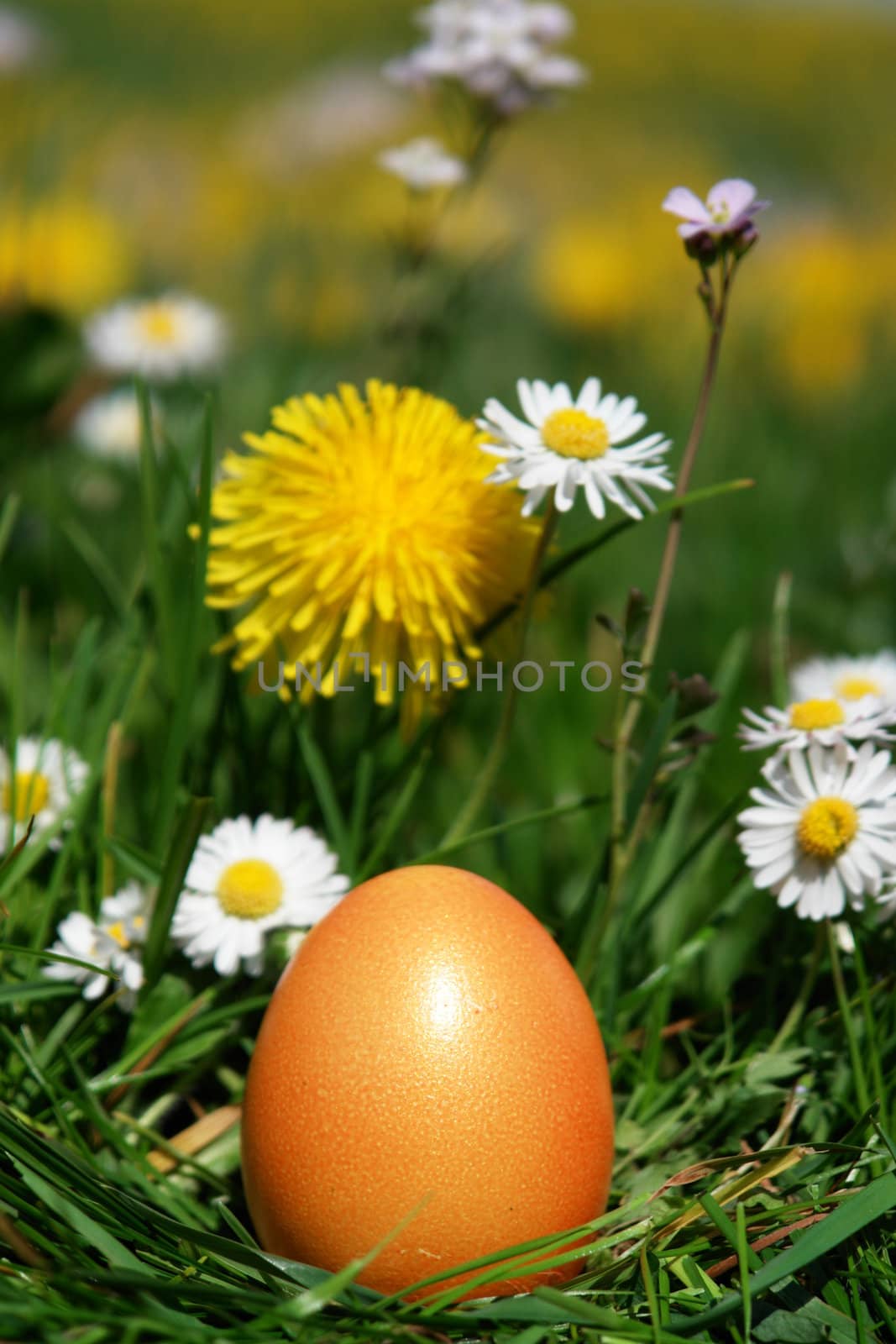 colorful Easter egg in the fresh  spring meadow