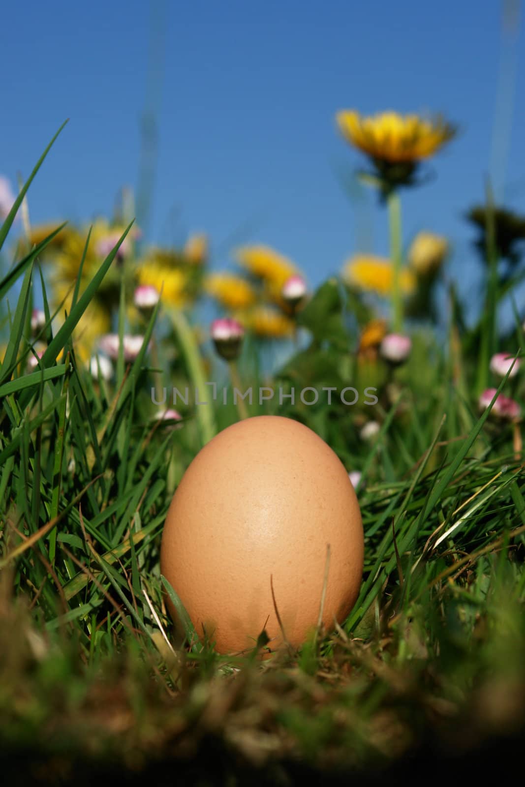 organic eggs in the meadow on a sunny day