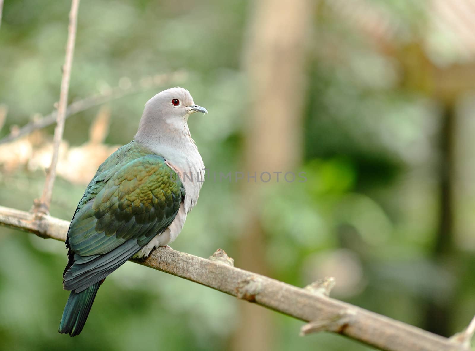 bird