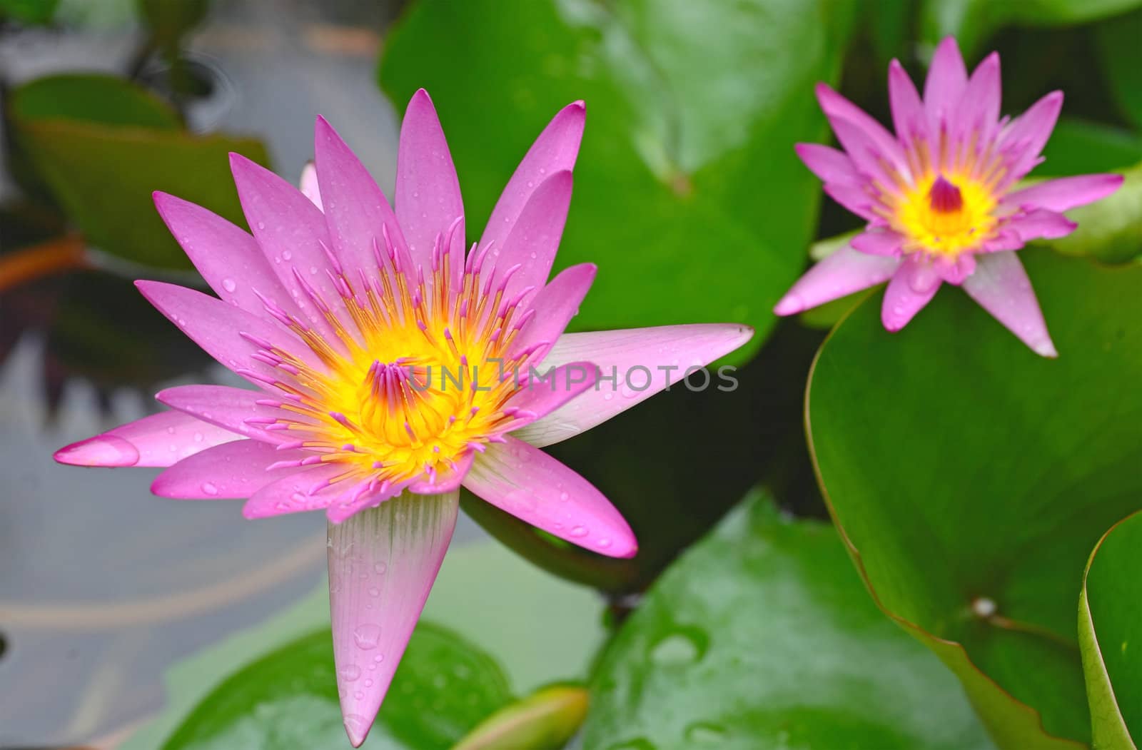 lotus flower