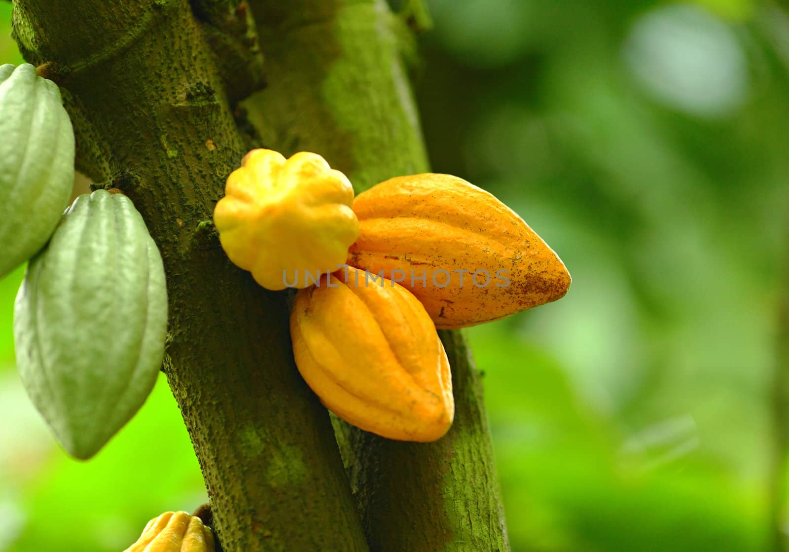 Cocoa pods