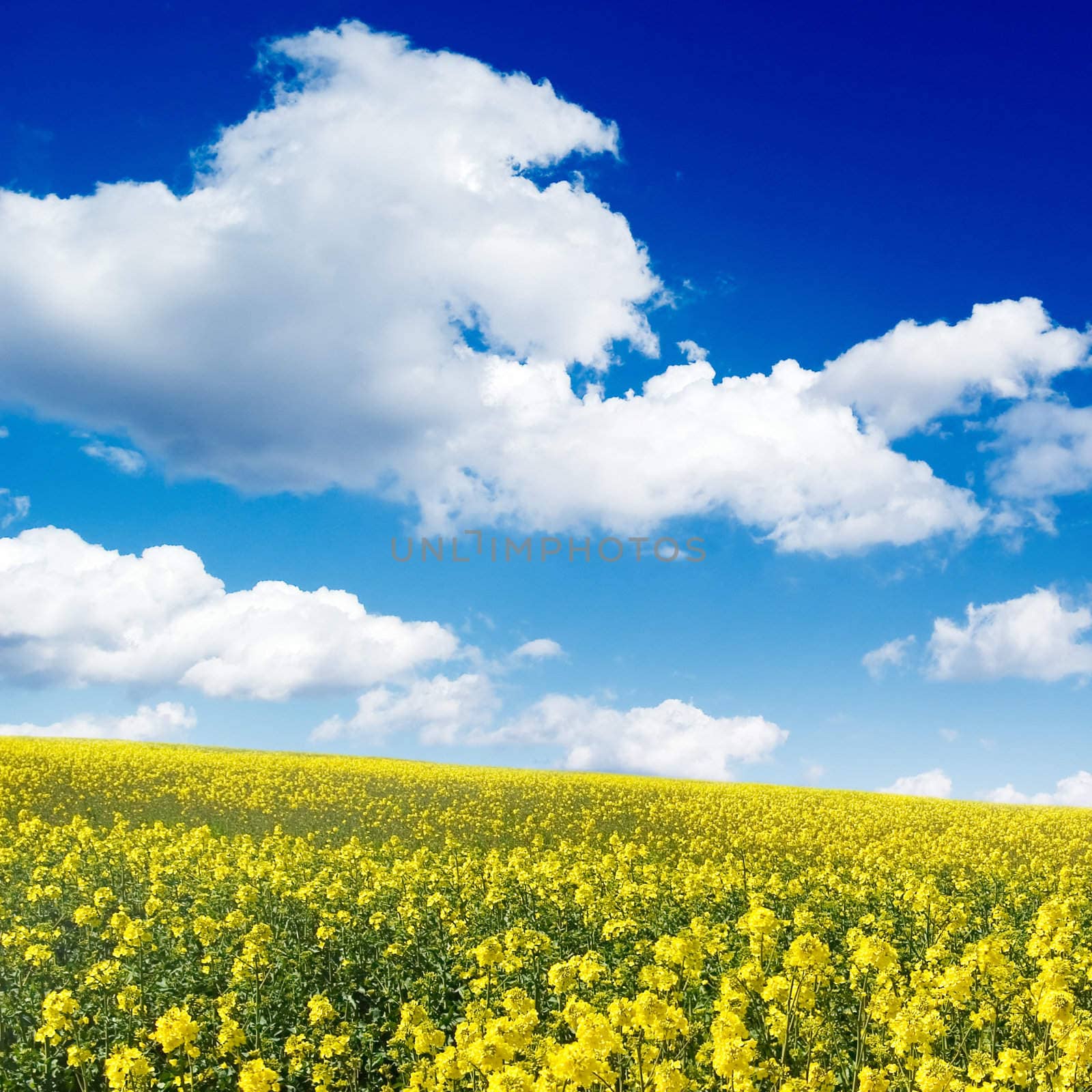 field and white clouds