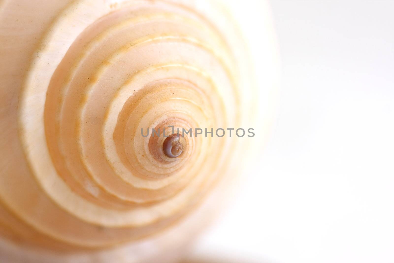 Close up of a seashell on white background