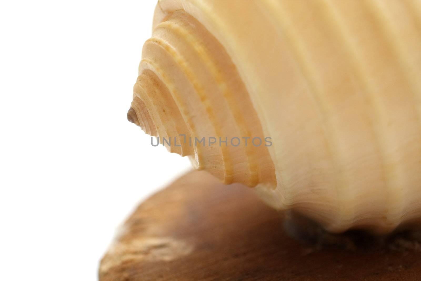 Close up of a seashell on white background