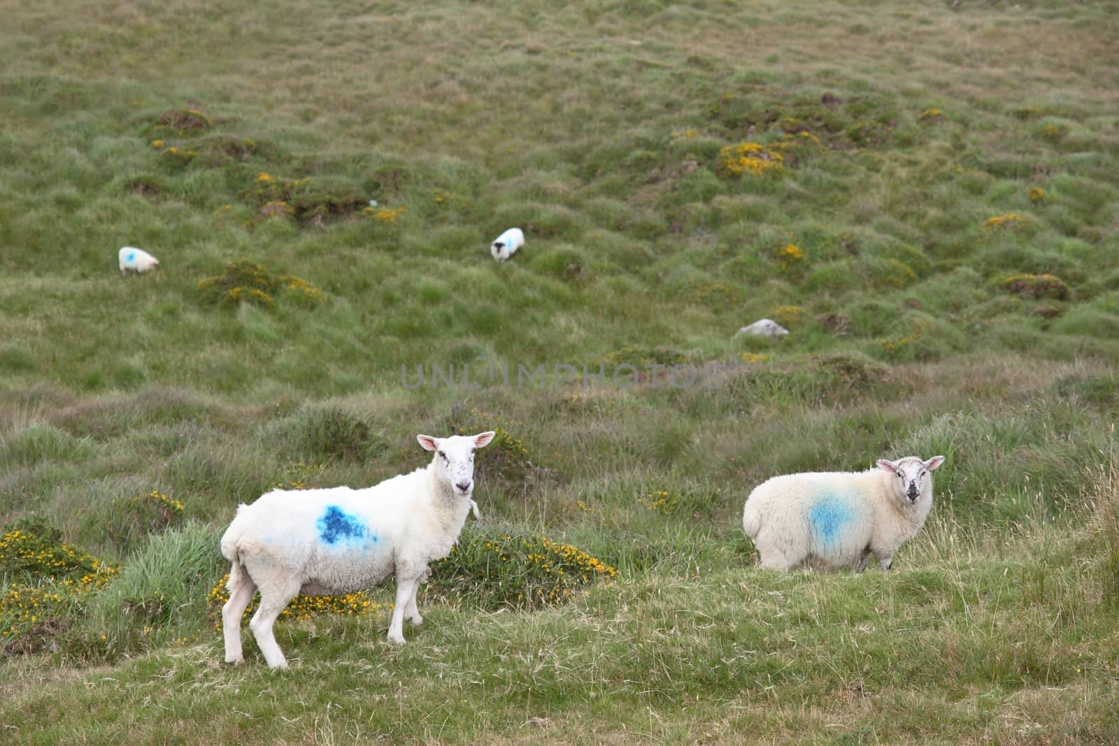 mountain sheep grazing on a hillside in county Kerry Ireland