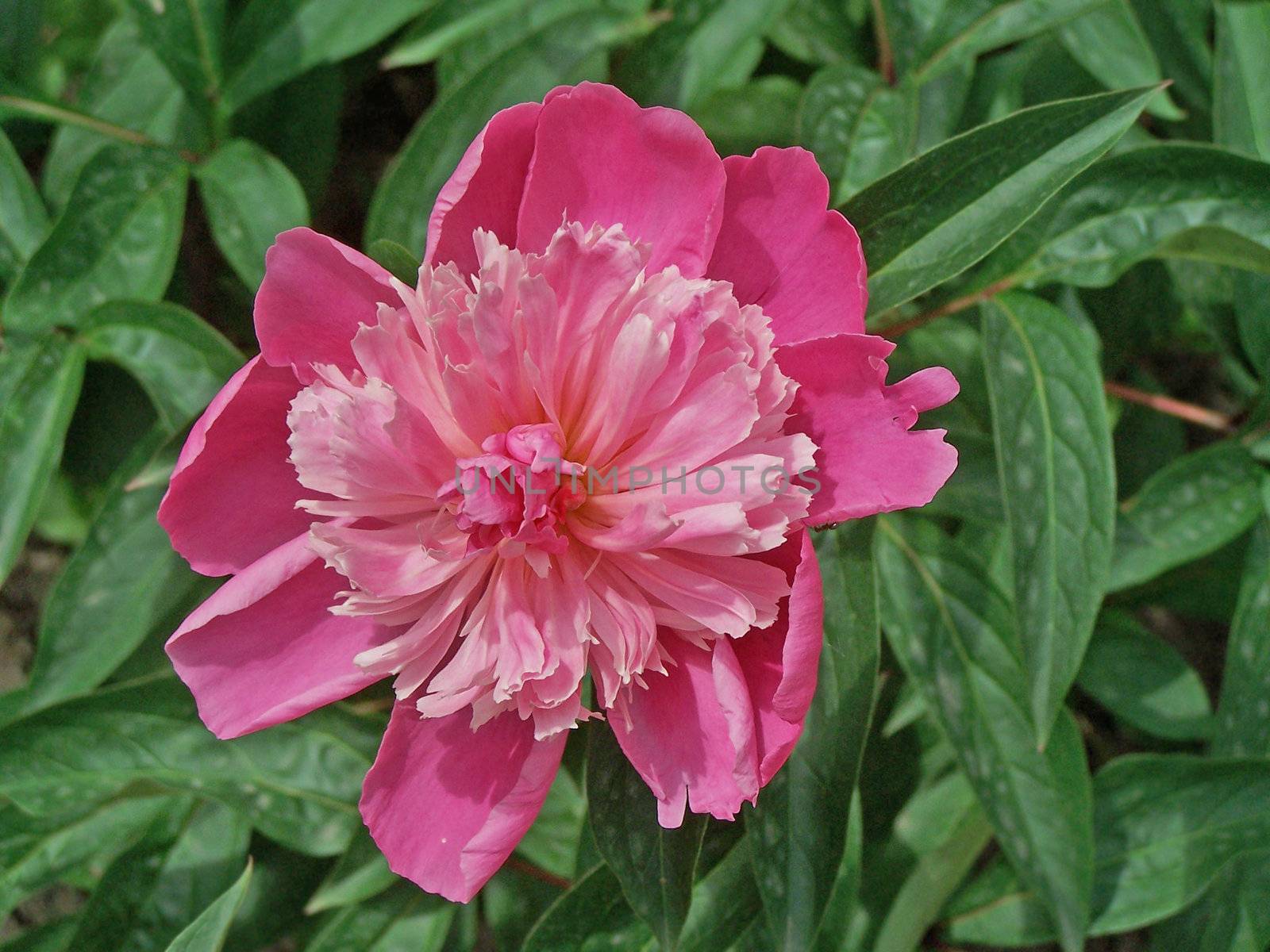 Close up of the pink peony among leaves.