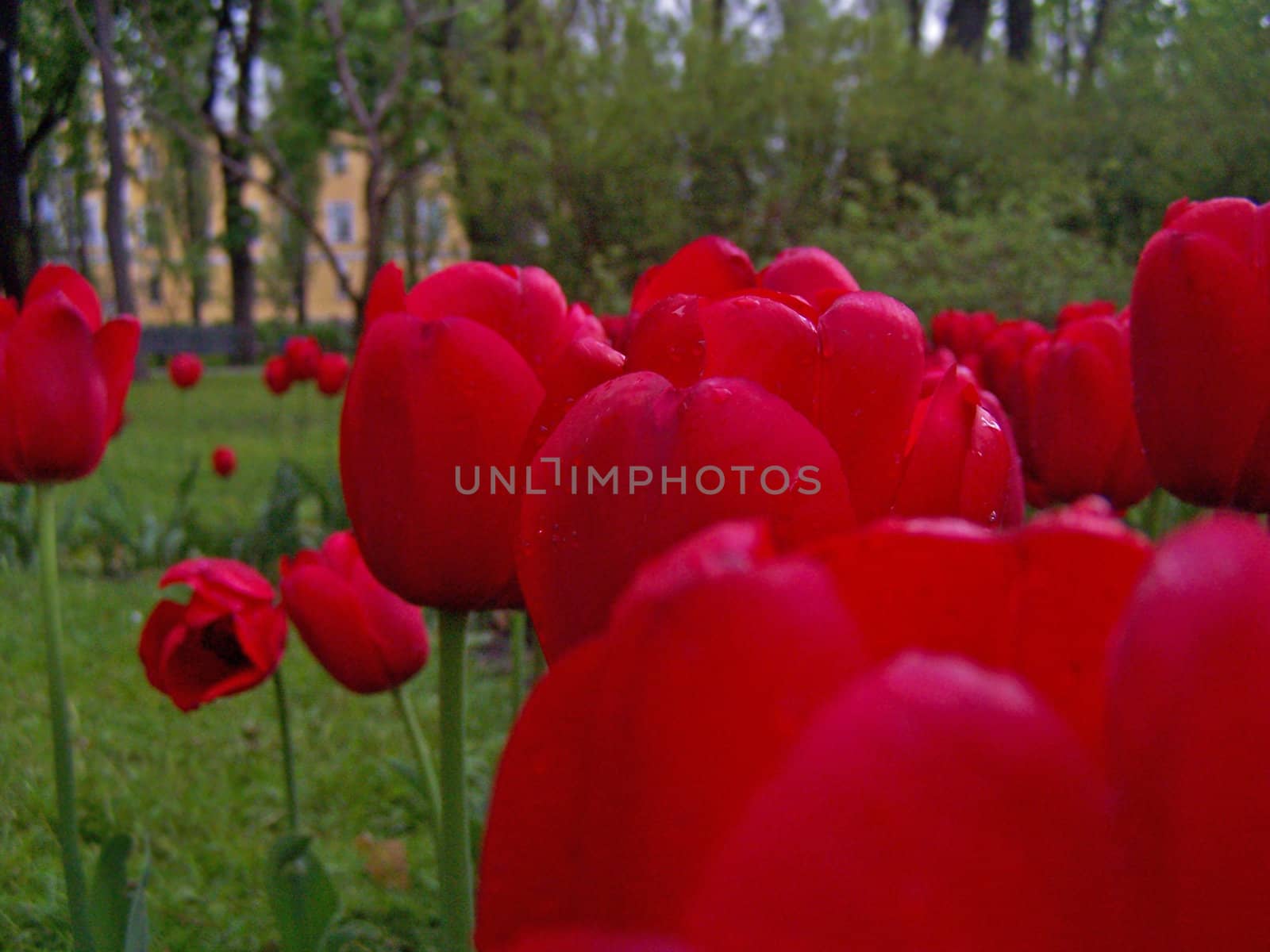 Red tulips by Lessadar