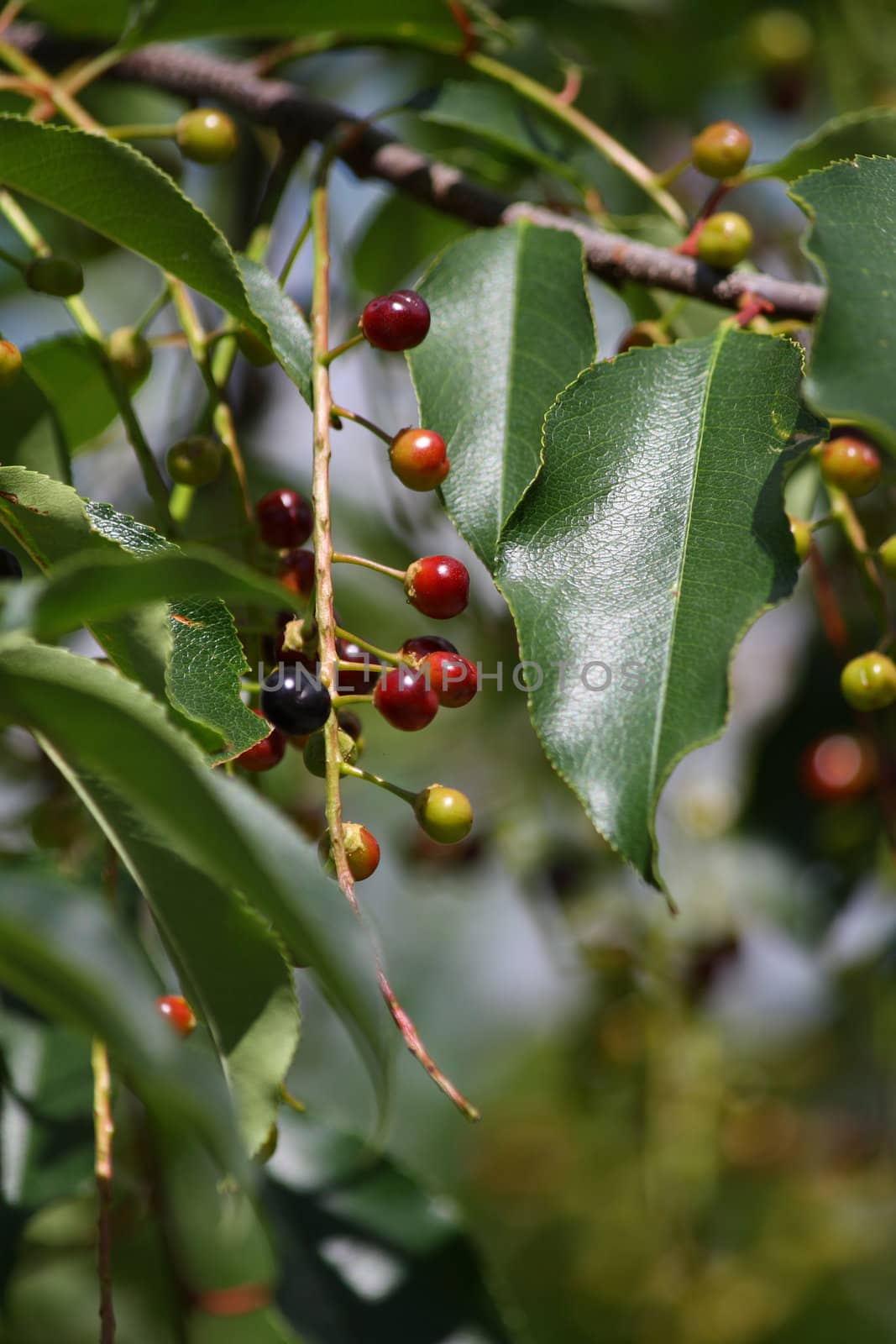 Close up of the berries and green leaves