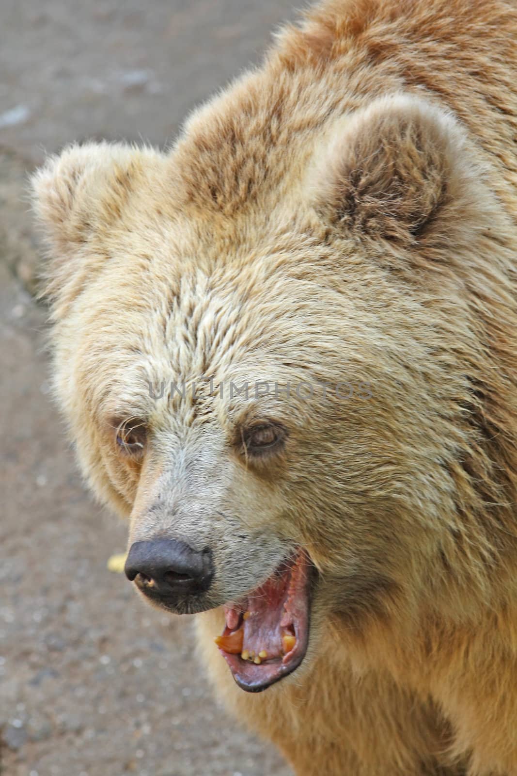 Close up of the angry growling bear.