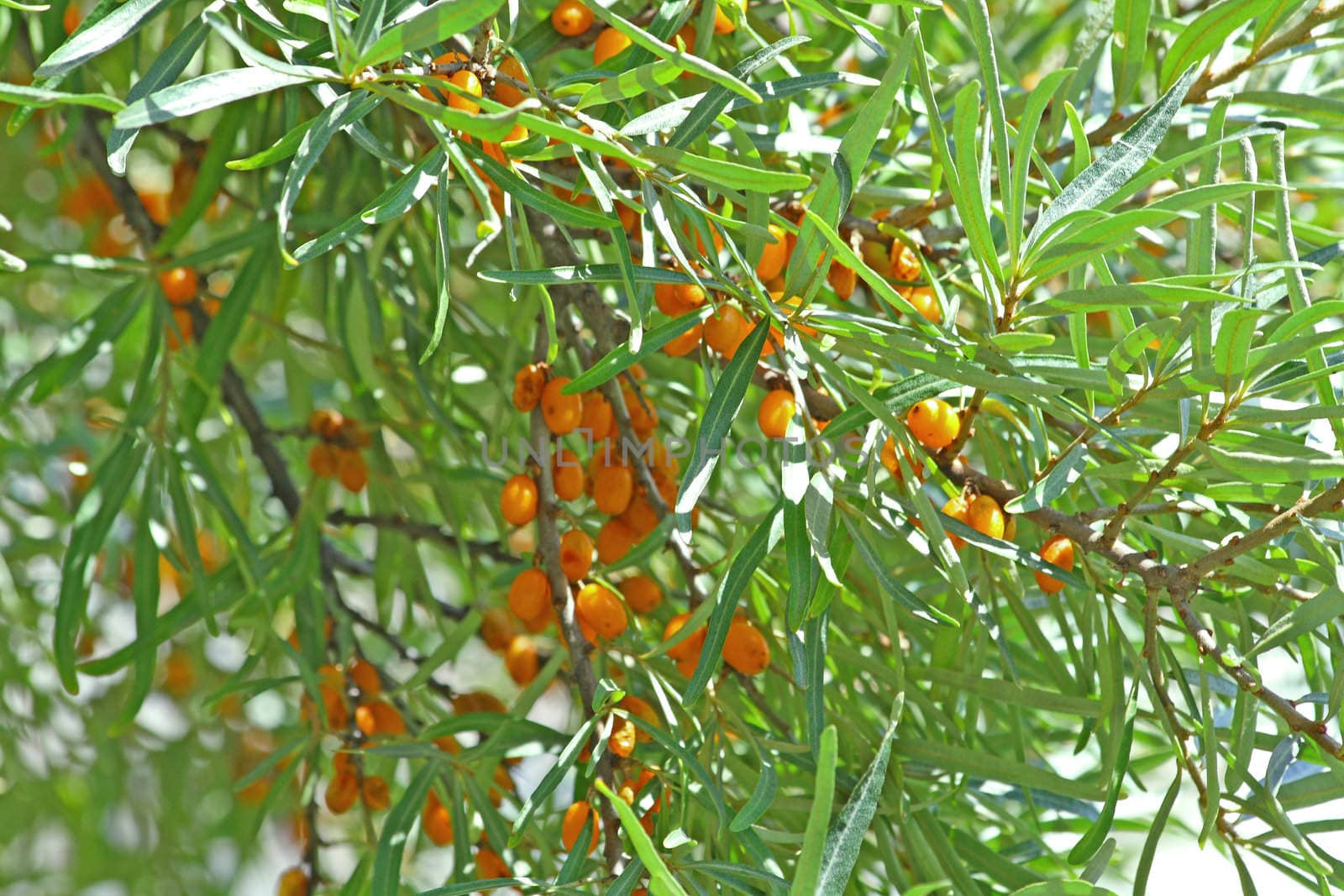Close up of the sea-buckthorn berries. Background.