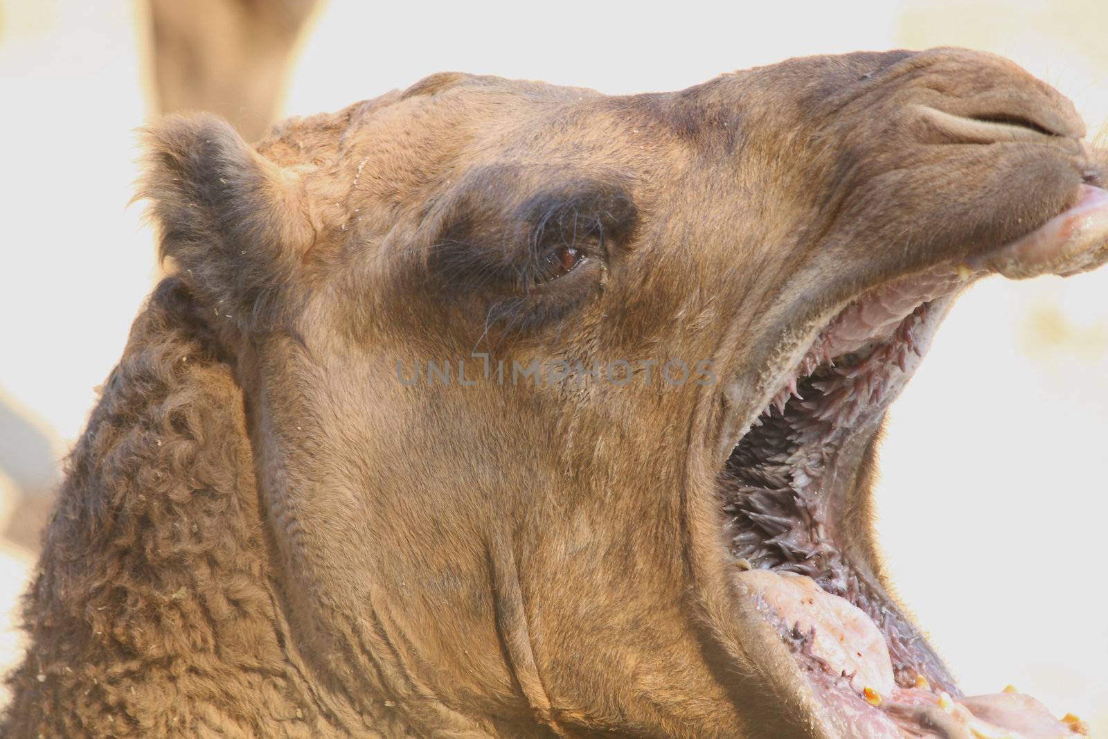 Close up of the camel's head.