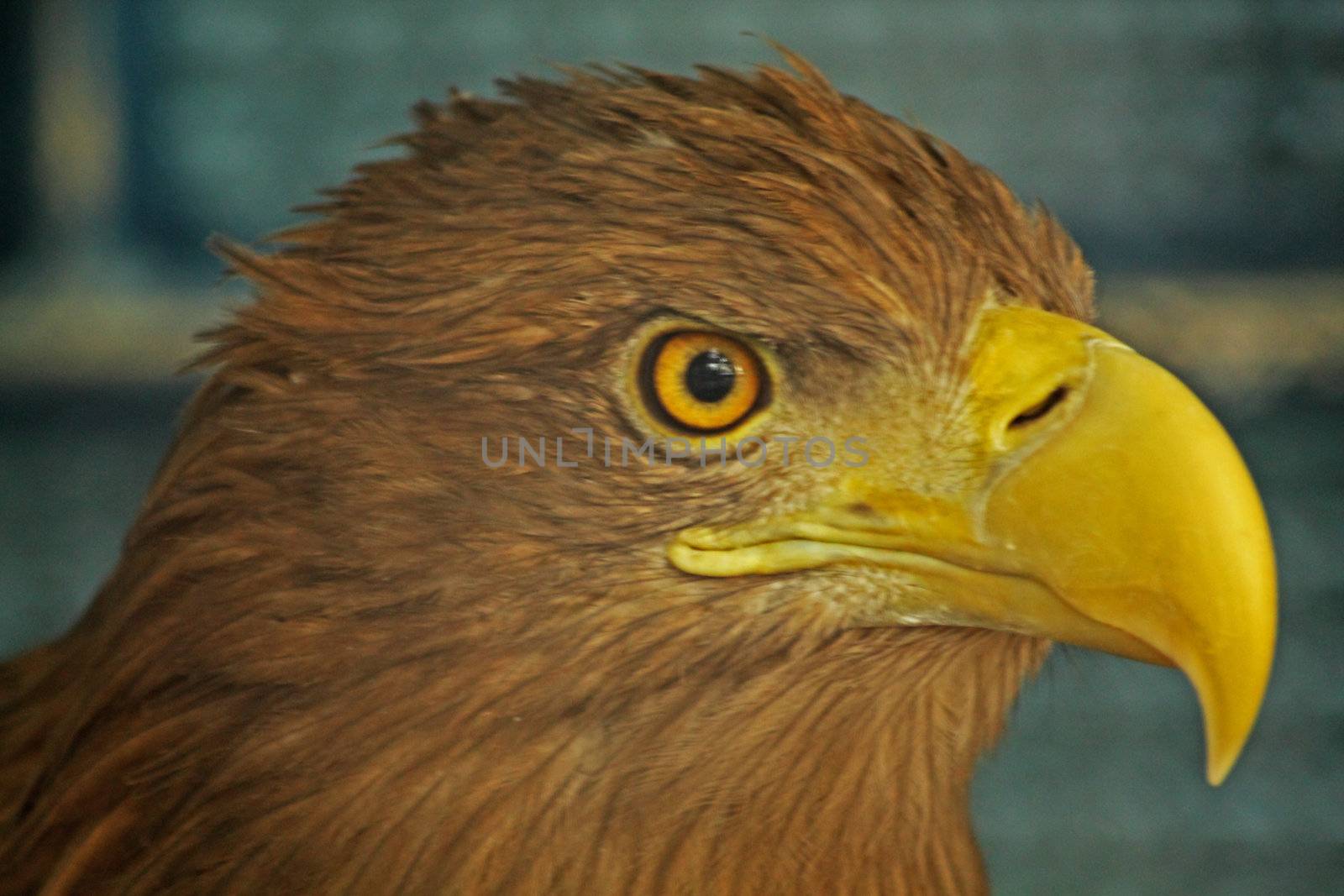 Close up of the eagle's head