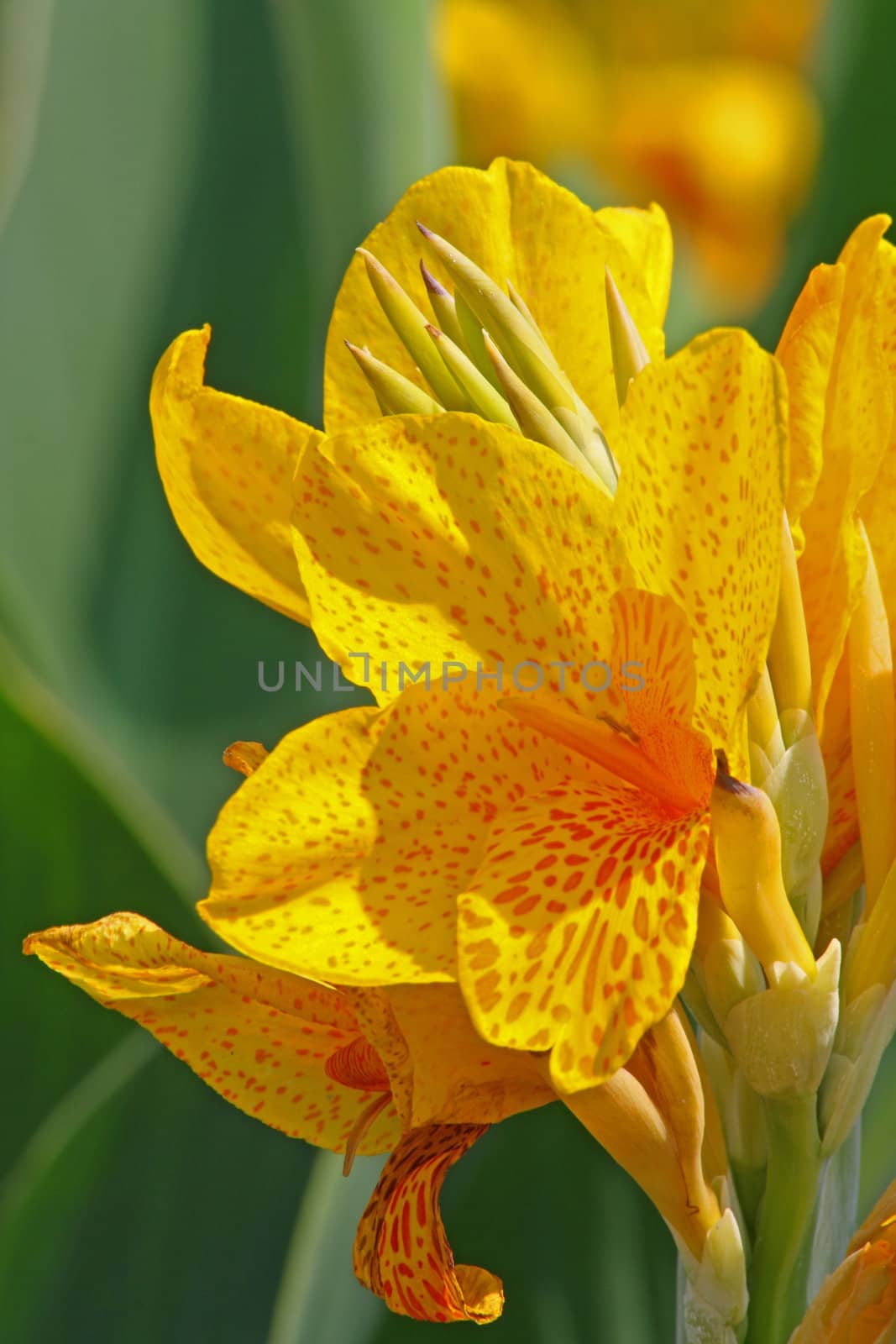 Close up of the beautiful yellow lily.