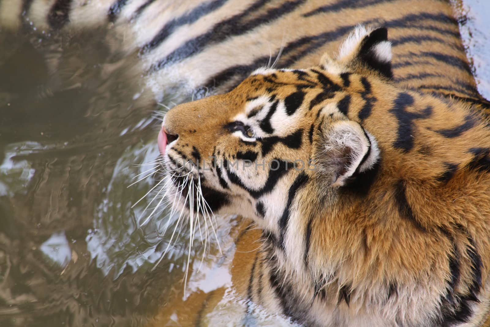 Close up of the tiger lying in the water.