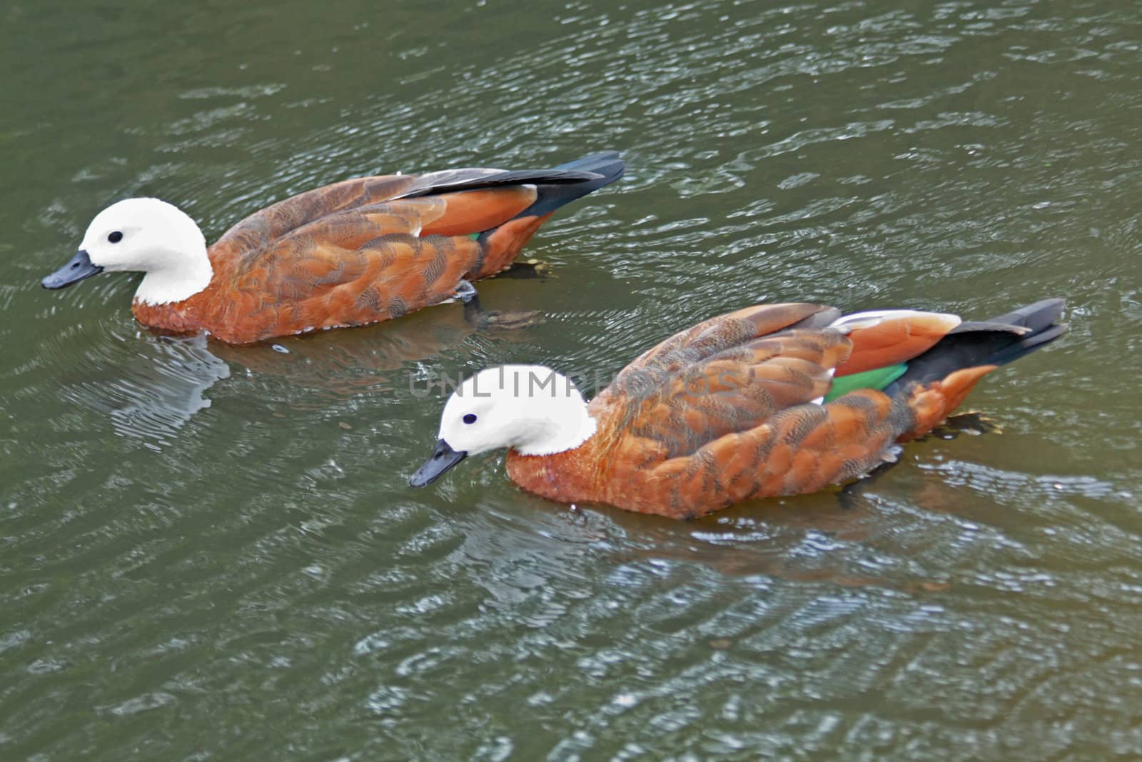 Close up of the two pretty swimming ducks.
