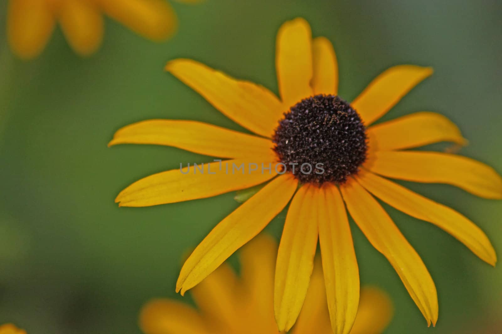 Close up of the yellow blossom of rudbeckia.